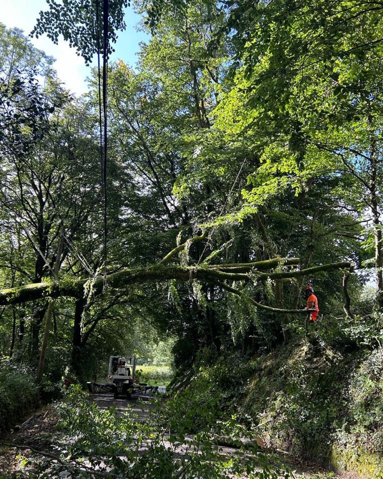 Storm emergency tree service