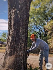tree removal pueblo co