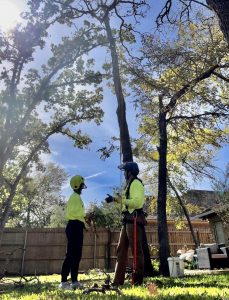 tree inspection pueblo