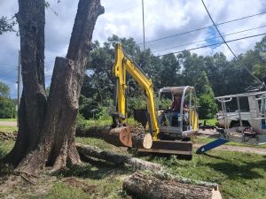 tree removal cleanup
